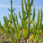 Salicórnia - Salicornia europaea