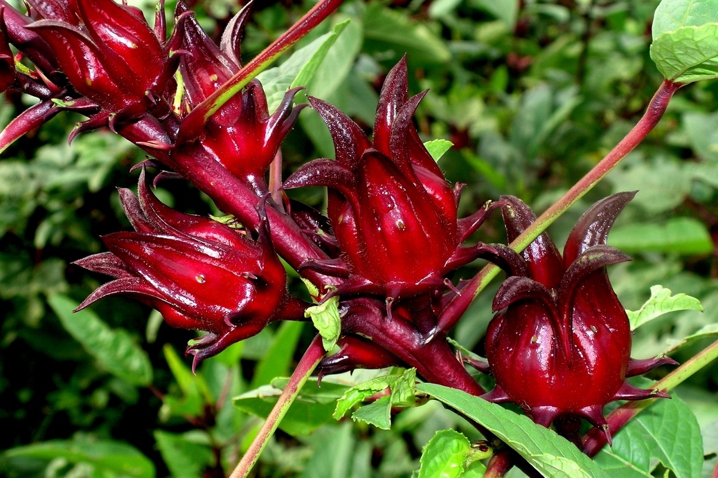 Vinagreira Roselle - Hibiscus sabdariffa