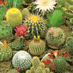 Cactos (mistura) - Cactaceae