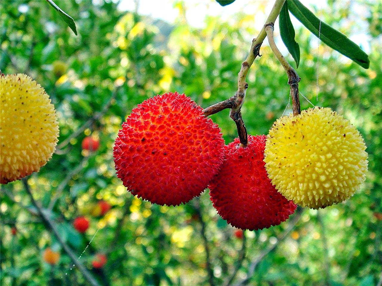 Medronho - Arbutus unedo