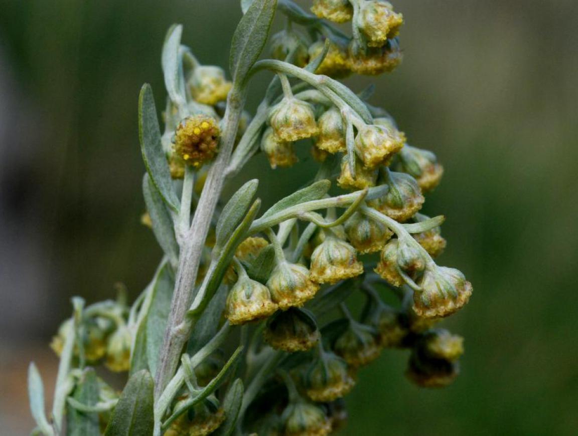 Absinto - Artemisia absinthium