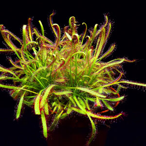 Drosera Capensis Típica