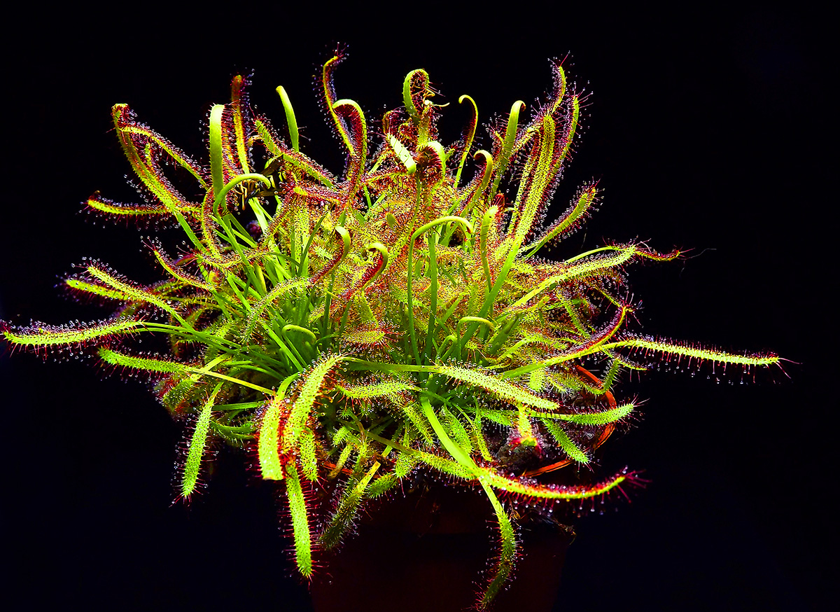 Drosera Capensis Típica