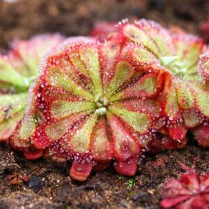 Drosera Aliciae