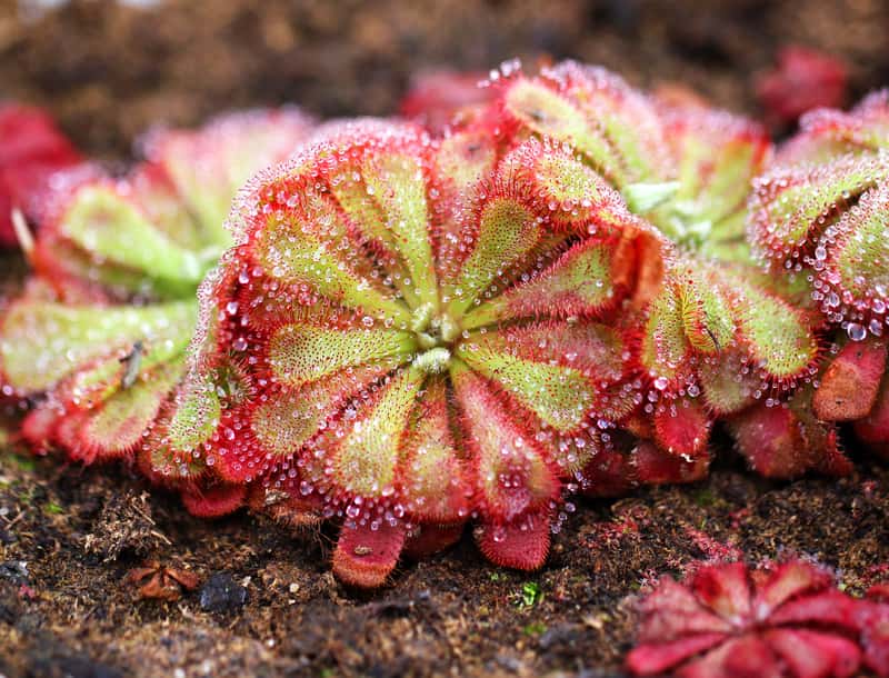 Drosera Aliciae