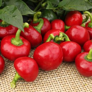 Red Cherry - Capsicum annuum