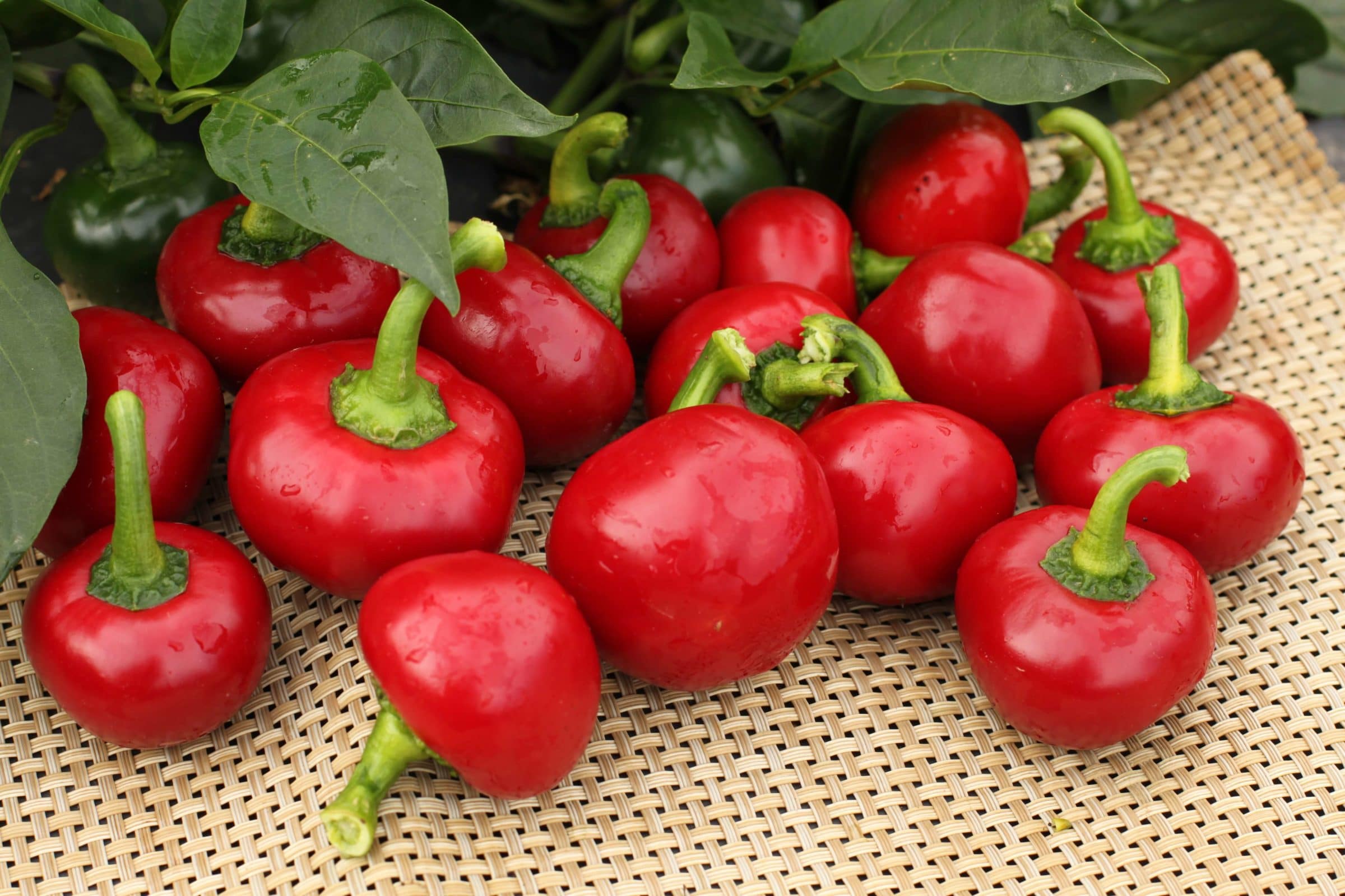 Red Cherry - Capsicum annuum