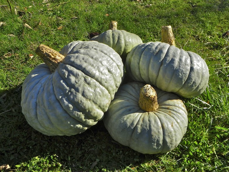 Abóbora Berretta Piacentina - Cucurbita maxima