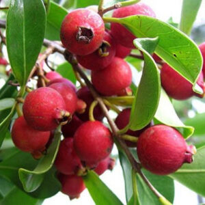 Araçá Vermelho - Psidium cattleianum