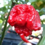 Carolina Reaper Red - Capsicum chinense