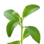 Stevia - Stevia rebaudiana