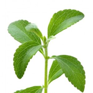 Stevia