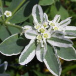 Neve da Montanha - Euphorbia marginata