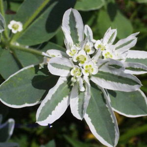 Euphorbia marginata