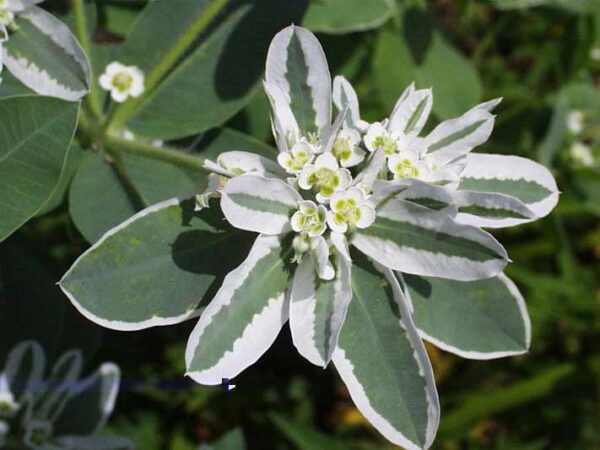 Euphorbia marginata