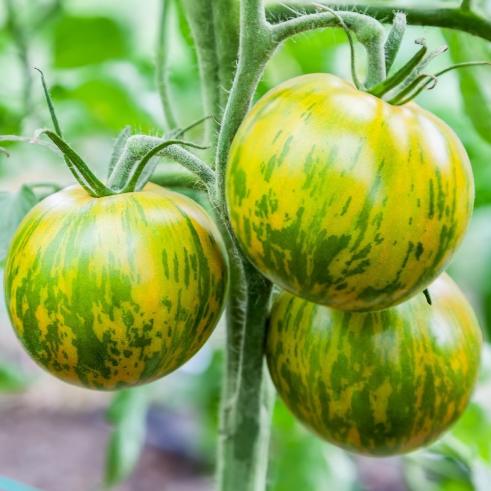 Tomate Green Zebra - Solanum lycopersicum