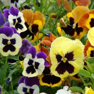 Amores Perfeitos - Viola tricolor maxima