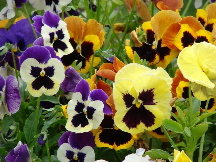 Amores Perfeitos - Viola tricolor maxima