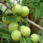 Groselha Indiana (Amla) - Phyllanthus emblica