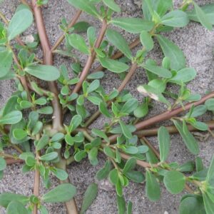 Beldroega - Portulaca oleracea