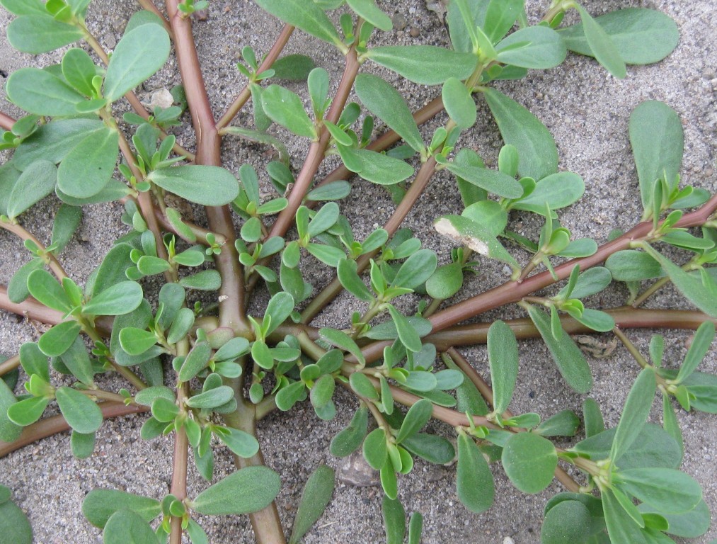 Beldroega - Portulaca oleracea