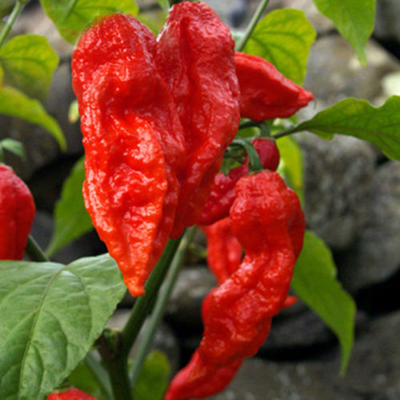 Bhut Jolokia