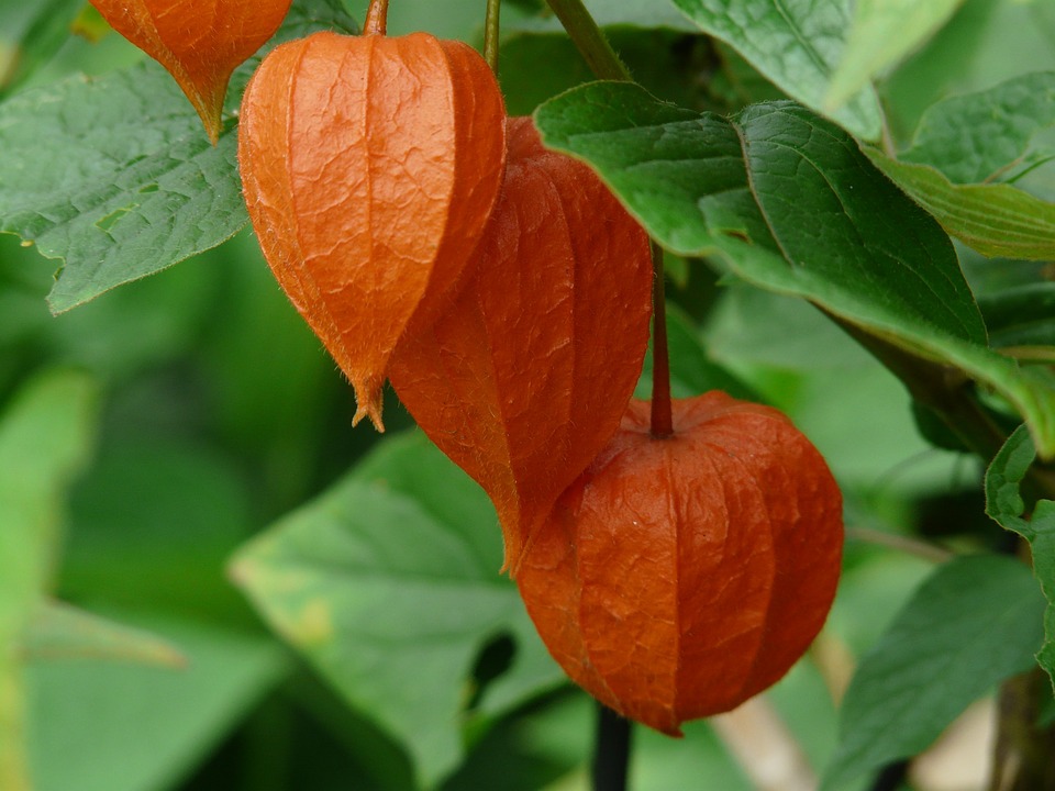 Lanterna Chinesa - Physalis alkekengi var. franchetii