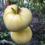 Tomate Great White - Solanum lycopersicum