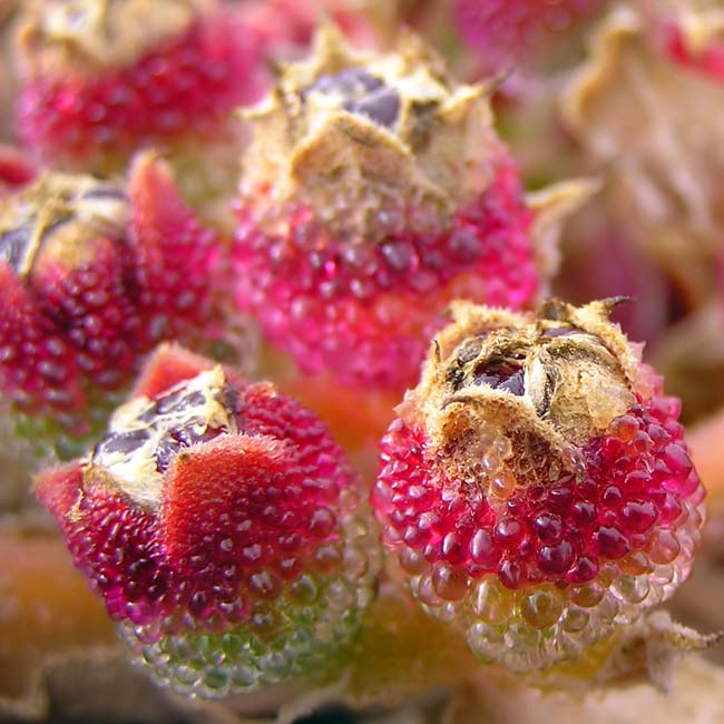 Iceplant (planta gelo) - Mesembryanthemum crystallinum