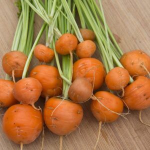 Cenoura Parisiense - Daucus carota