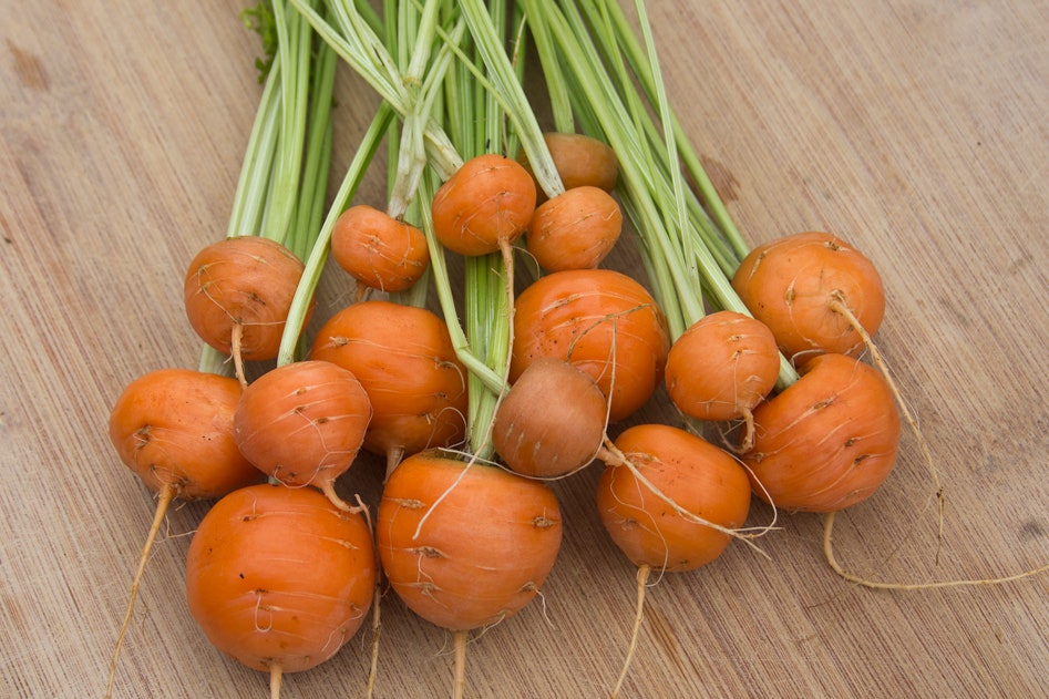 Cenoura Parisiense - Daucus carota