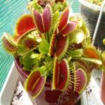 Dioneia - Dionaea muscipula