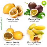 Pack/kit 4 Variedades Maracujás