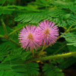 Planta Sensitiva - Mimosa pudica