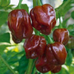 Habanero Chocolate - Capsicum chinense