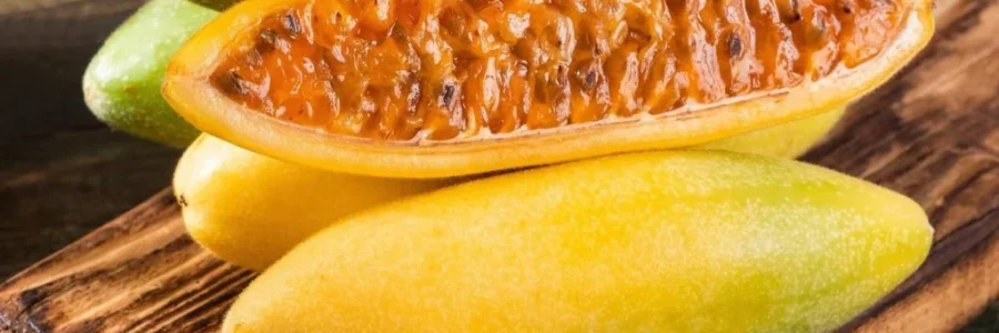 Maracujá Banana – Passiflora mollissima