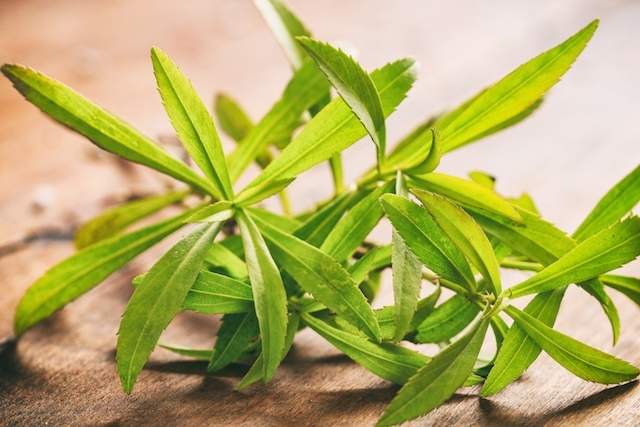 Estragão - Artemisia dracunculus