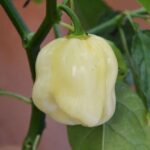 Habanero Branco - Capsicum chinense