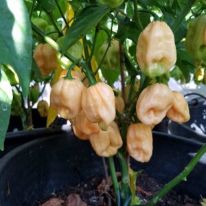 Habanero Peach - Capsicum chinense