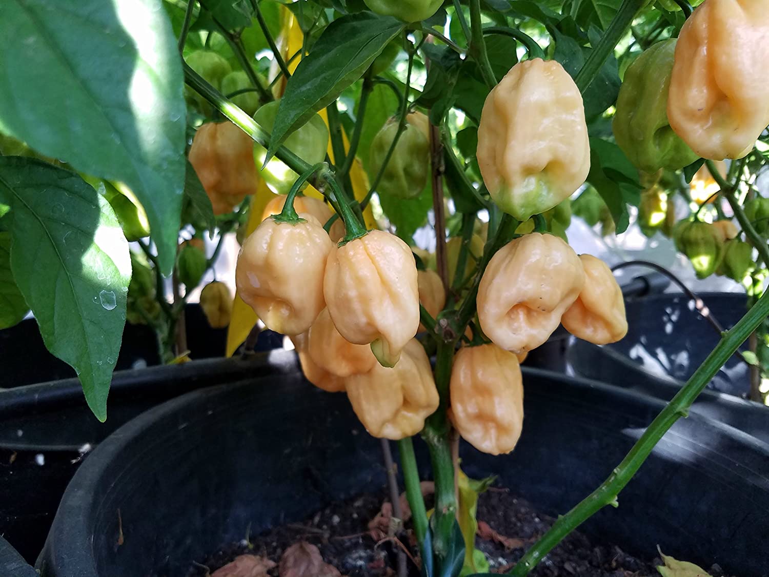 Habanero Peach - Capsicum chinense