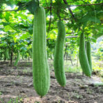 Luffa - Luffa cylindrica