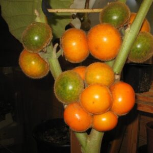 Naranjilla (lulo)