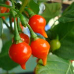 Biquinho Vermelha - Capsicum chinense