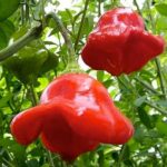 Cambuci - Capsicum baccatum