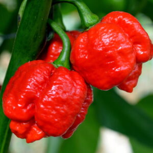 Scorpion Moruga Vermelha - Capsicum chinense