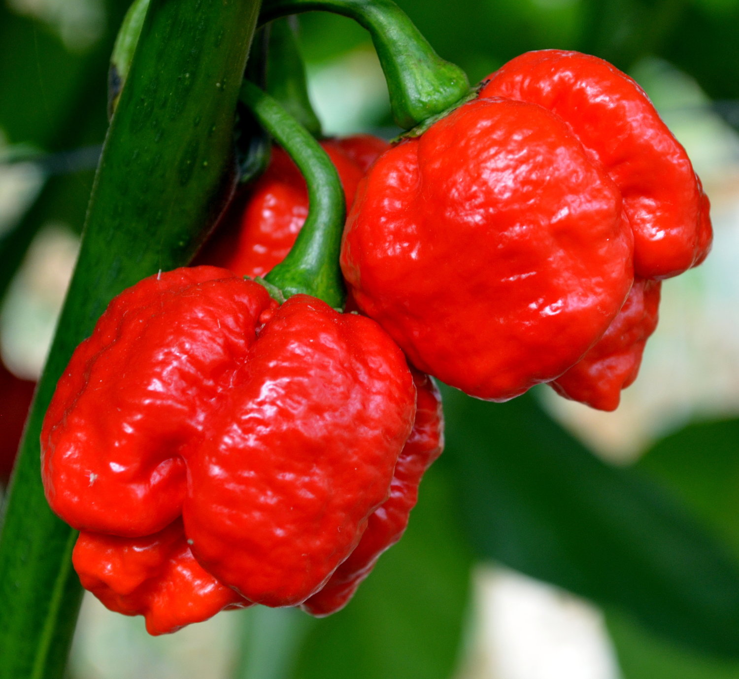 Scorpion Moruga Vermelha - Capsicum chinense