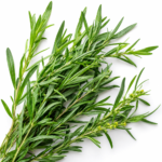Estragão - Artemisia dracunculus
