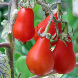 Tomate Pera Vermelho - Solanum lycopersicum