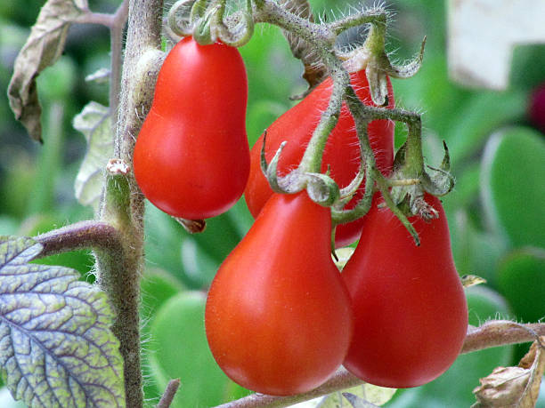 Tomate Pera Vermelho - Solanum lycopersicum