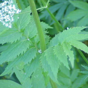 Valeriana - Valeriana officinalis